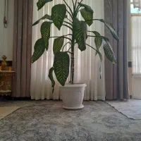 گل بسیار سر‌حال.بزرگ.دیفن