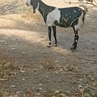 مری پاکستانی با بزغاله