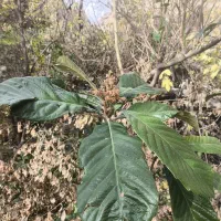 53تومان وام مهربانی18ماهه 4درصد