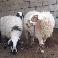 گوسفند مری آبستن معامله هم میکنم