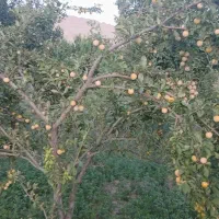 آلو زرد کلات