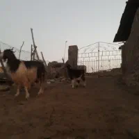 بز و بزغالهبز