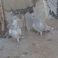 کبوتر|پرنده|شیراز, شاپورجان|دیوار