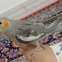 عروس هلندی