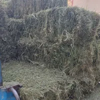 فروش پرس شبدر چهار برگ درجه یک خالص خشک خشک