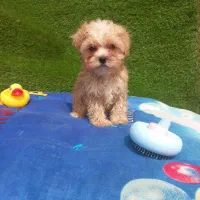 سگ توله مالتیپو عروسکی