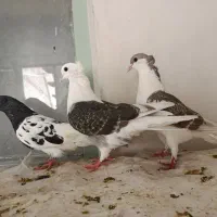 کفتر