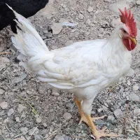 خروس جوان