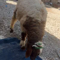 گوسفند