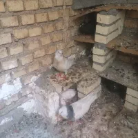 کبوترپنج عدد کبوتر رنگی