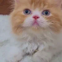 بچه گربه پرشین سوپر فلت