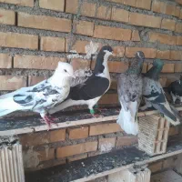فروش کبوتررنگی