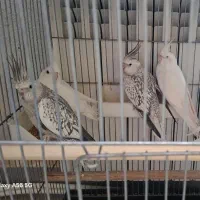 عروس هلندی نر و ماده یکساله