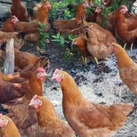 مرغ و خروس محلی جوان۶۰۰ تومن