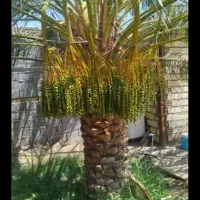درخت تکون خوشه بری