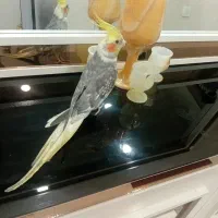 عروس هلندی