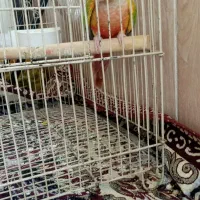 گرینچیک یلو ساید آناناسی