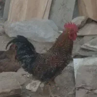 خروس