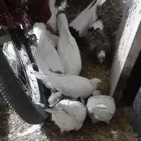 کبوتر قیمت توافقی