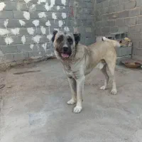 واگذاری سراب