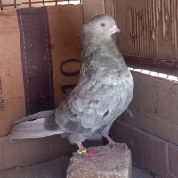 کود کبوتر