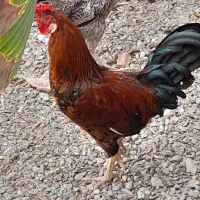 حیوانات خانگی