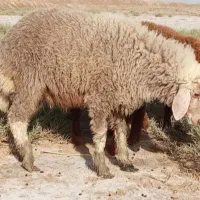 بره .گوسفند.بز.میش
