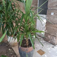 گلدون بزرگ ۴شاخه یوکا فقط هزینه وگلدون