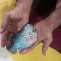 ماهی فلاور کامفا