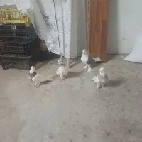 ۲تا طوقی کرمانشاهی بی غلط با دوبالی کاکلی پاپر