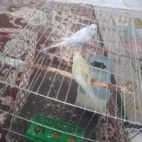 یک جفت مرغ عشق انگلیسی