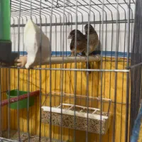 قناری سرخ و ابلغ