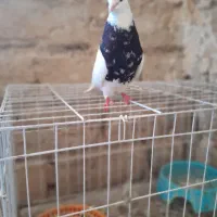 طوقی همه قم