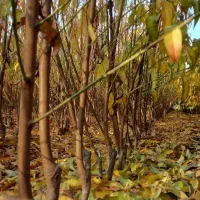 نهال شلیل و هلو