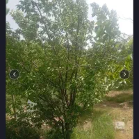 فروش ده قصب زمین بخش ساردویی