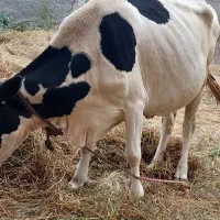 بوغاز دامازدخ گوشتی و شیر