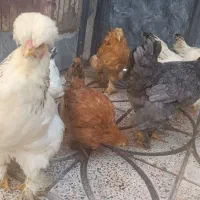 جوجه ، مرغ ، خروس برهما گلین