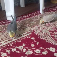 دوعدد عروس هلندی نرو ماده
