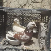 کبوتر