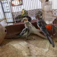 جوجه عروس هلندی