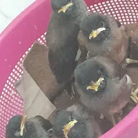 پرنده فروش فوری