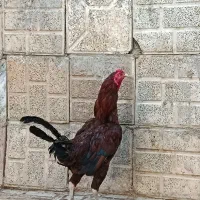 خروس اوشامو قلم سیاه