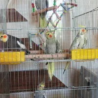 عروس هلندی