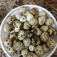 تخم بلدرچین نطفه دارتازه