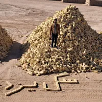 سگل یزدی مرغوب و اجر