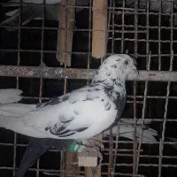 کبوترسینه مشهدی