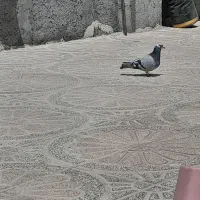 کبوتر