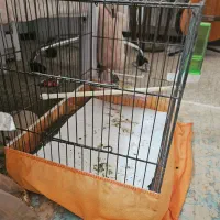 قفس پرنده متوسط