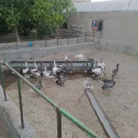 قازی گه وره