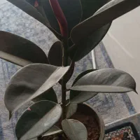 مجله